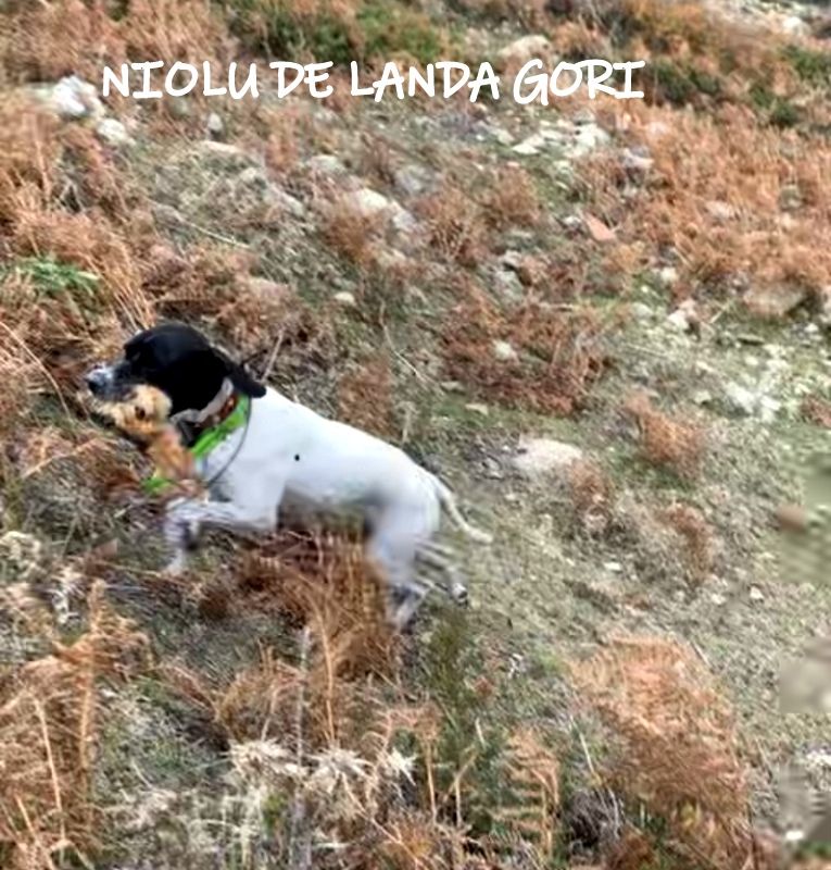 de landa gori - NIOLU DE LANDA GORI :Chasse bécasse et perdreaux montagne CORSE !