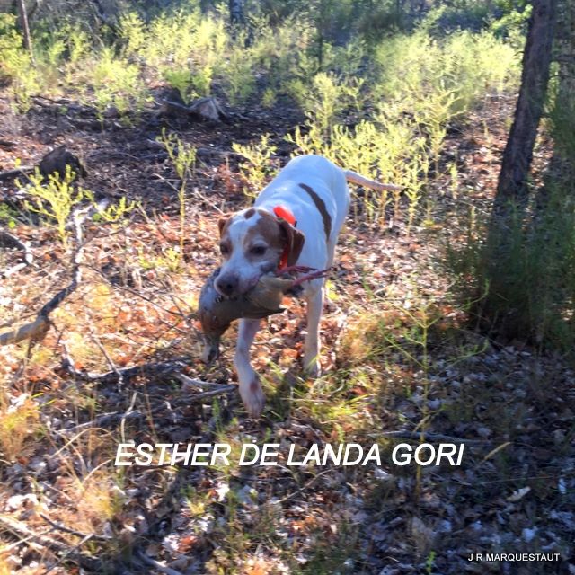 de landa gori - ESTHER DE LANDA GORI...Ouverture chasse perdreaux rouges !!!