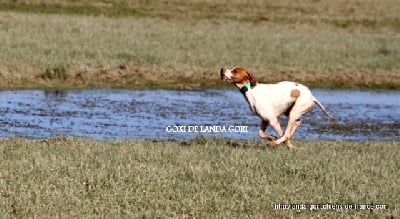 de landa gori - GOXI DE LANDA GORI !! Training printemps !!