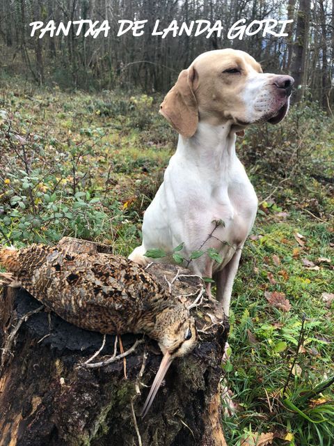 de landa gori - PANTXA DE LANDA GORI :Chasse la bécasse montagnes PYRENEES