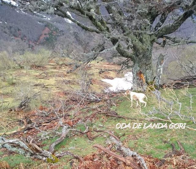 de landa gori - ODA DE LANDA GORI :Entraînement perdix rouges Montagne CANTABRIE !