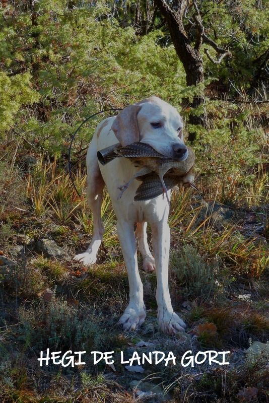 de landa gori - HEGI DE LANDA GORI :Chasse la bécasse montagnes ALPES !