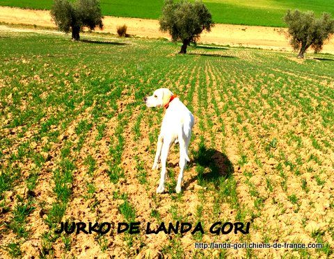 de landa gori - JURKO DE LANDA GORI .9 mois !!.Training perdrix naturelles !!