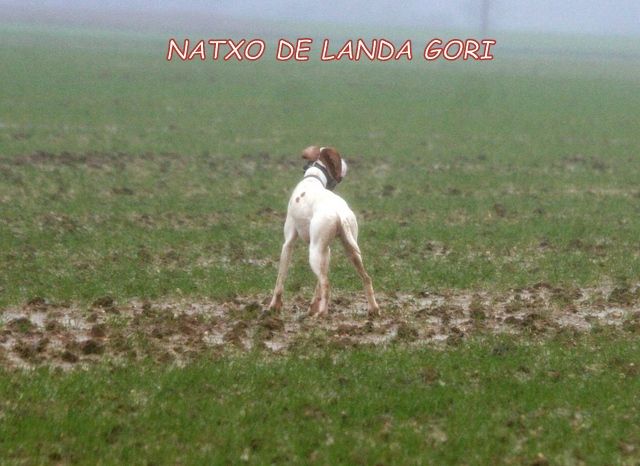 de landa gori - NATXO DE LANDA GORI .Entraînement perdrix grises PICARDIE !