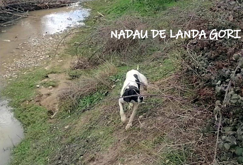 de landa gori - NADAÜ DE LANDA GORI ; Entraînement perdraux TOLEDO !