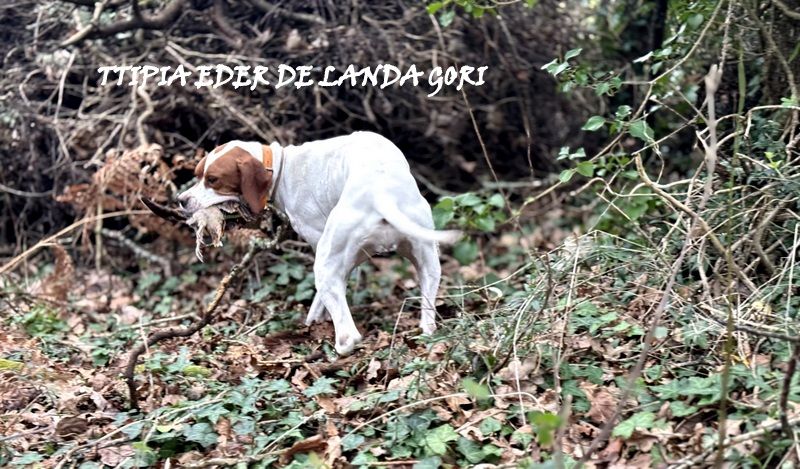 de landa gori - TTIPIA EDER DE LANDA GORI/Chasse la bécasse 