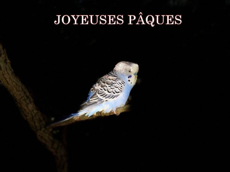 de landa gori - JOYEUSES PÂQUES ....!