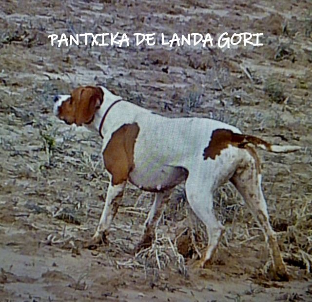 de landa gori - PANTXIKA DE LANDA GORI :Chasse bécassines !