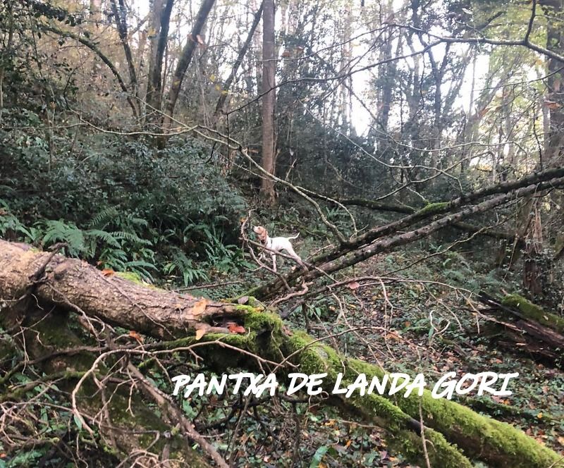 de landa gori - PANTXA DE LANDA GORI:Chasse la bécasse dans les montagnesPyrenees 