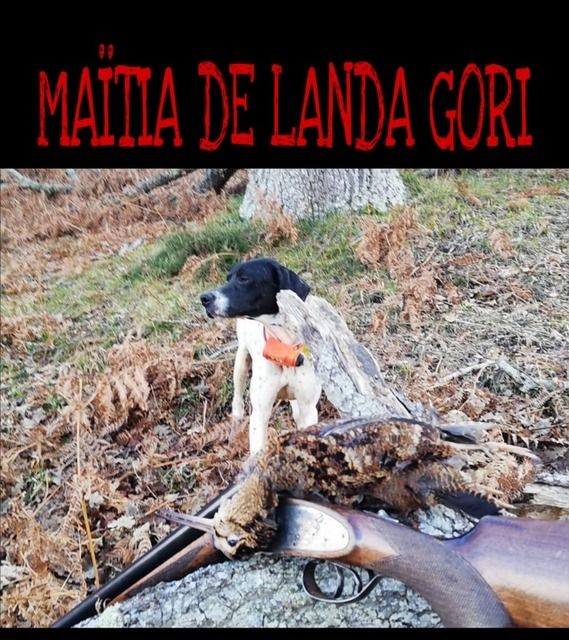 de landa gori - MAÏTIA DE LANDA GORI :Chasse la bécasse montagnes BASQUES