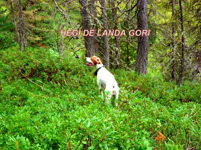 de landa gori - HEGI DE LANDA GORI...Comptage TETRAS !!