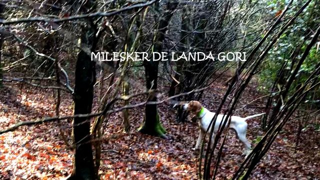 de landa gori - MILESKER DE LANDA GORI ; Chasse entraînement BECASSES LITUANIE !