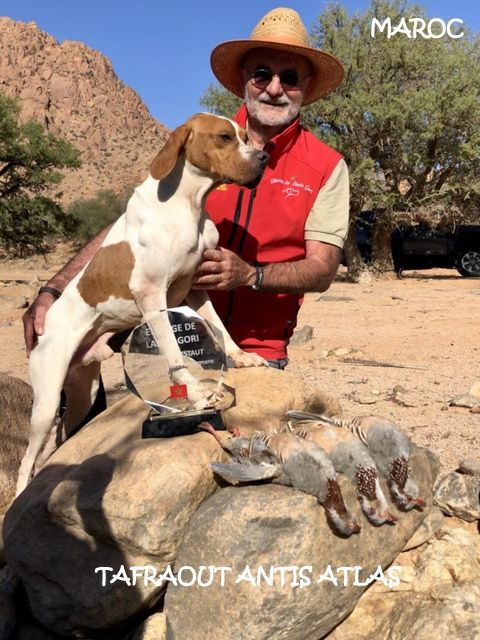 de landa gori - CHASSE DE L'EXTREME ;LA GAMBRAS à TAFRAOUT ANTI ATLAS MAROC