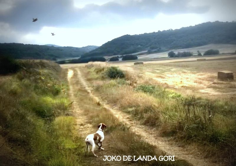 de landa gori - JOKO DE LANDA GORI ;Chasse la caille BURGOS ESPAGNE !