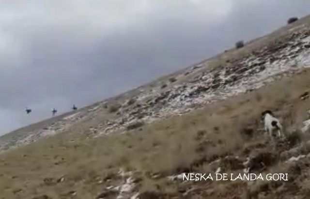 de landa gori - NESKA DE LANDA GORI : Chasse perdreaux TURQUIE !