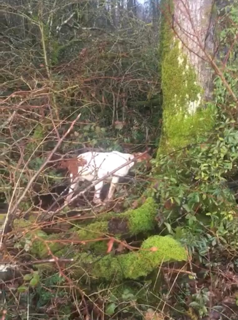 de landa gori - RIGAUX DE LANDA GORI ;Chasse bécasse ..