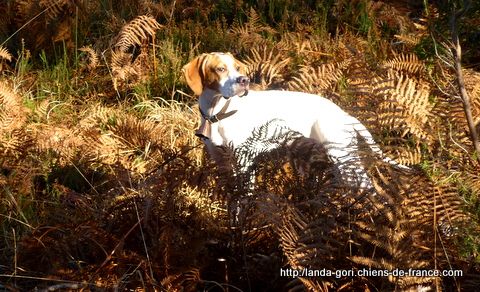 de landa gori - JUNTO DE LANDA GORI 6mois..Chasse et voeux 2015