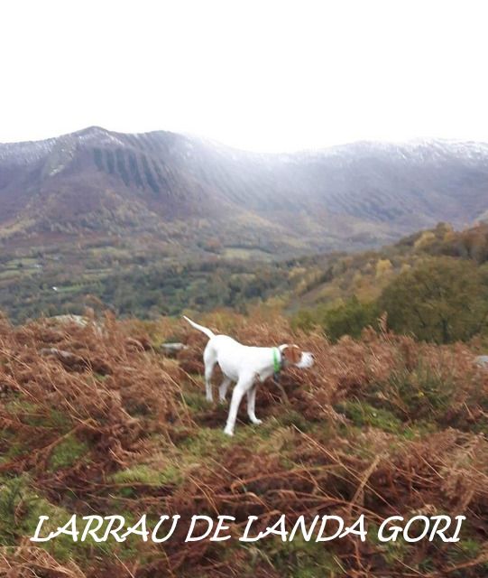 de landa gori - LARRAU DE LANDA GORI :Chasse perdreaux MONTAGNE PYRENEES !