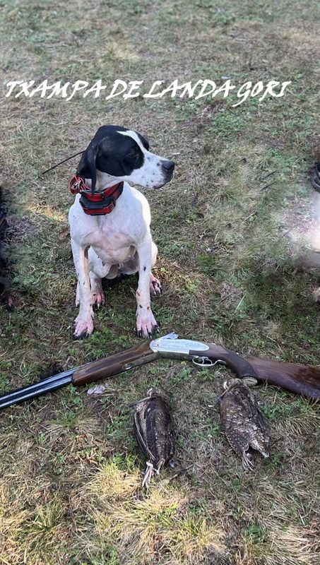 de landa gori - TXAMPA DE LANDA GORI/Chasse bécasses /ARDECHE