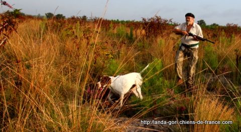 de landa gori - FIERLI DE LANDA GORI ..Ouverture chasse !1