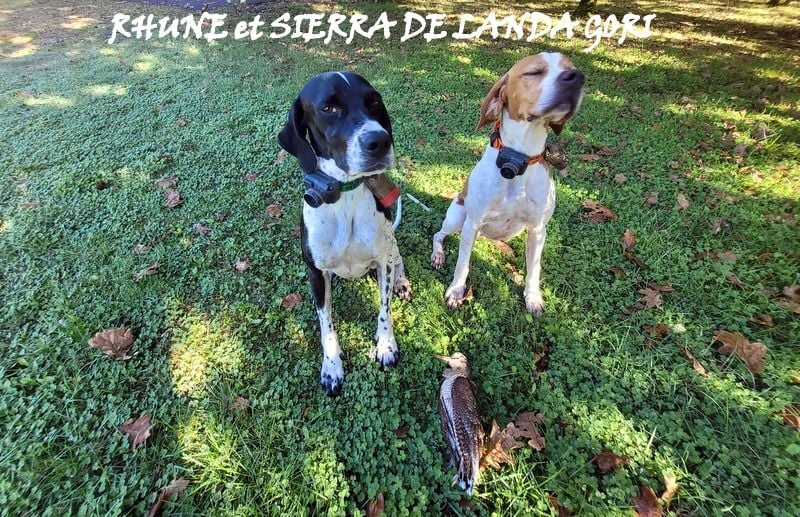 de landa gori - RHUNE et SIERRA DE LANDA GORI/Chasse bécasse/LANDES