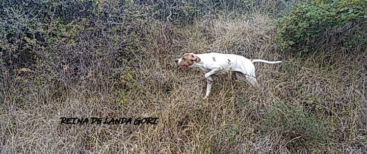 de landa gori - REINA DE LANDA GORI( 5 mois):Les 1er arrêts ....