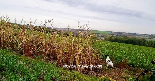 de landa gori - MOZZA DE LANDA GORI ;Entraînement chasse faisans naturels NORD !