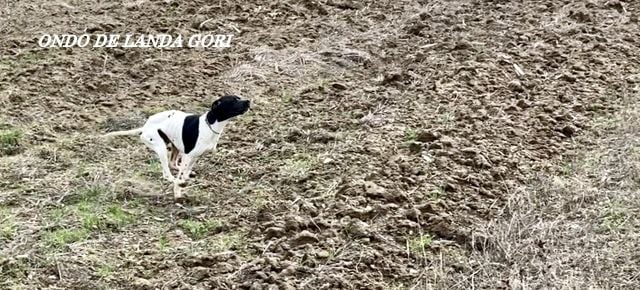 de landa gori - ONDO DE LANDA GORI ; Entraînement en SERBIE !