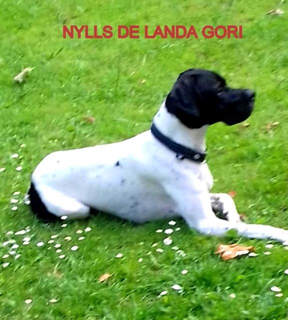 de landa gori - NYLLS DE LANDA GORI