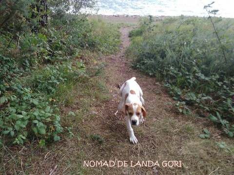 de landa gori - NOMAD DE LANDA GORI..En BRETAGNE !!!