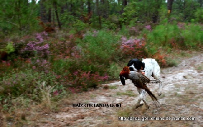 de landa gori - HAÏZE DE LANDA GORI.....CHASSE !!!!