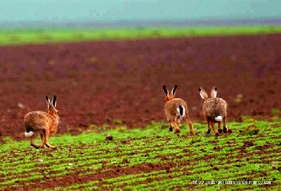 de landa gori - Les joies des Fields de Printemps !!!!