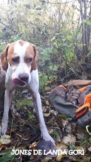 de landa gori - JUNES DE LANDA GORI :Chasse à la bécasse en CHARENTE !