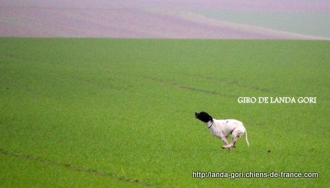 de landa gori - GIRO DE LANDA GORI..2em 1er EXCELLENT grande quête Espagne