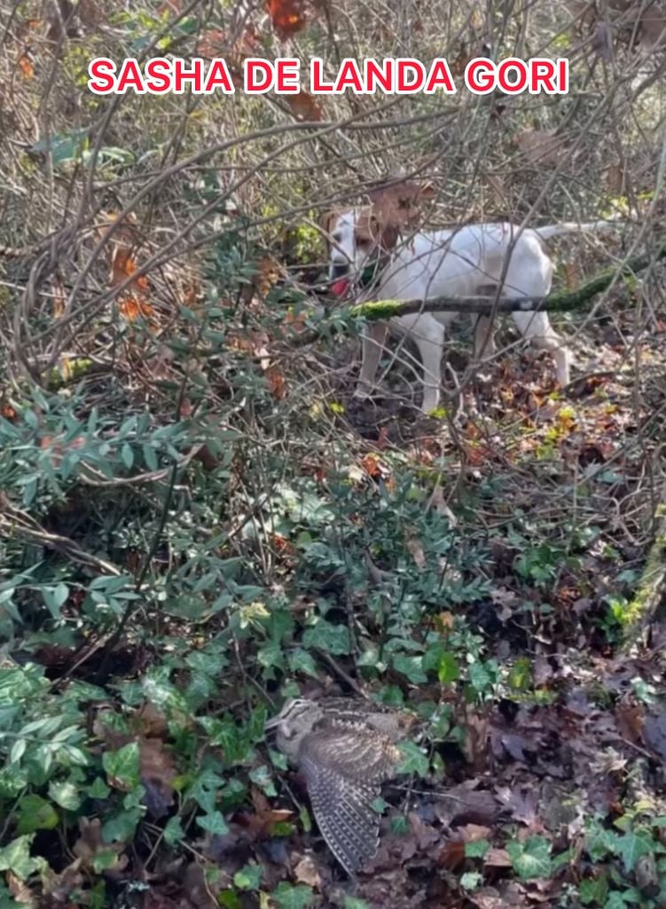 de landa gori - SASHA DE LANDA GORI/Chasse la bécasse /BEARN