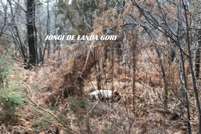 de landa gori - JONGI DE LANDA GORI...Chasse training à la bécasse !!!