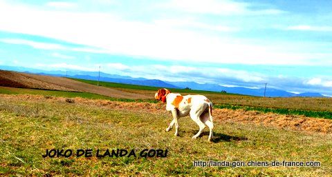 de landa gori - JOKO DE LANDA GORI ..Training perdrix naturelles !!