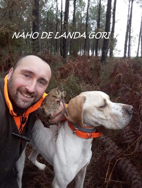 de landa gori - NAHO DE LANDA GORI :Chasse la bécasse SUD LANDES !