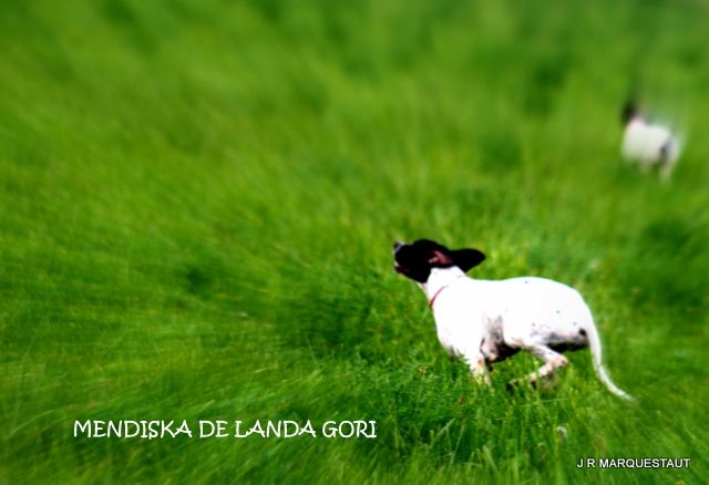 de landa gori - MENDISKA DE LANDA GORI...Entraînement !!!et T A N !!!