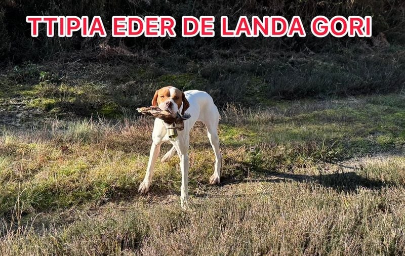 de landa gori - TTIPIA EDER DE LANDA GORI/Chasse la bécasse/LANDES/..Suite