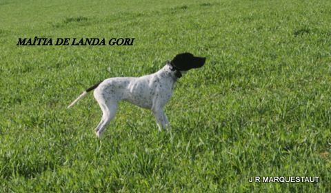 de landa gori - MAITIA DE LANDA GORI Training perdreaux ! 2