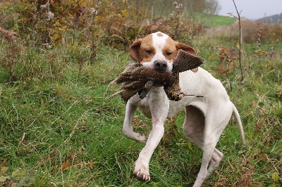 de landa gori - Départ concours et chasse à la bécasse