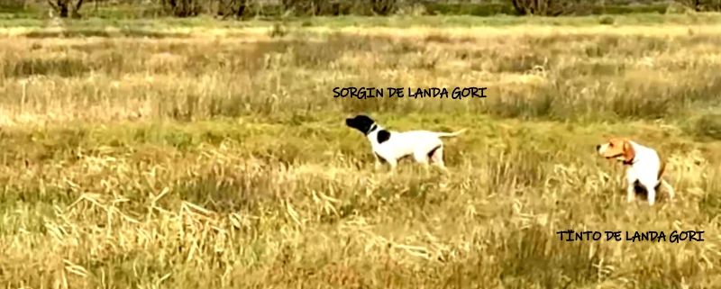 de landa gori - SORGIN et TÏNTO DE LANDA GORI :Arrêt sur bécassines !