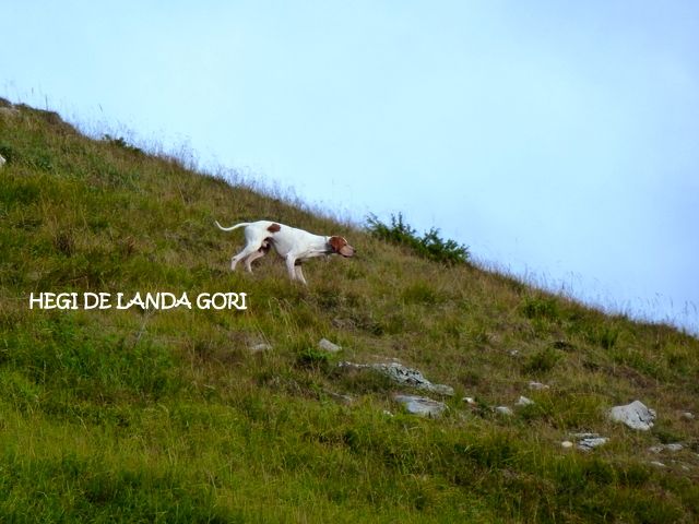 de landa gori - HEGI DE LANDA GORI . Comptage BARTAVELLES dans les ALPES !!