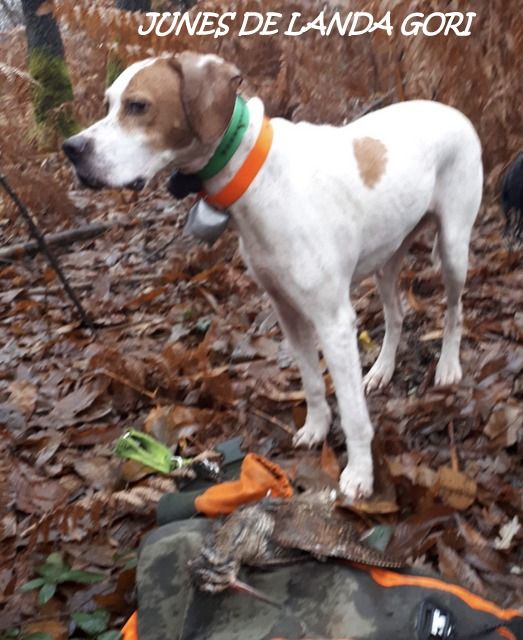 de landa gori - JUNES DE LANDA GORI ;Chasse la bécasse CHARENTE MARITIME !