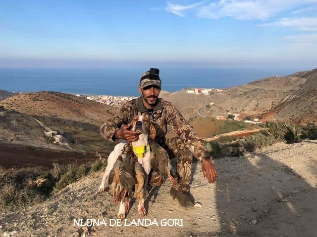 de landa gori - NLUNA DE LANDA GORI ;Chasse Gambras ATLAS MAROC !