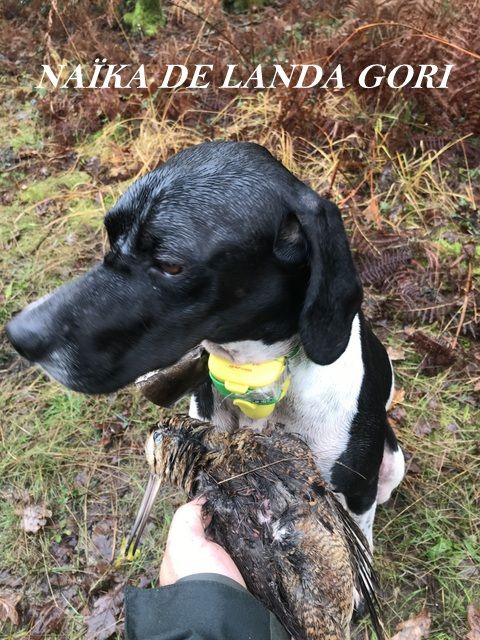 de landa gori - NAÏKA DE LANDA GORI Chasse bécasse GIRONDE !