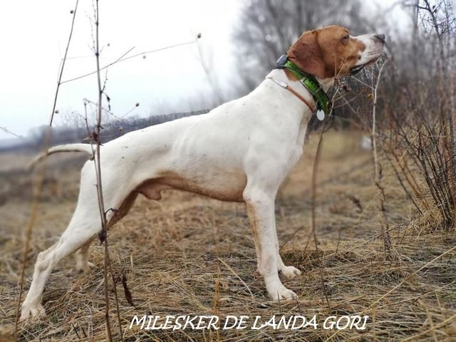 de landa gori - MILESKER DE LANDA GORI ; Entraînement perdreaux SERBIE !