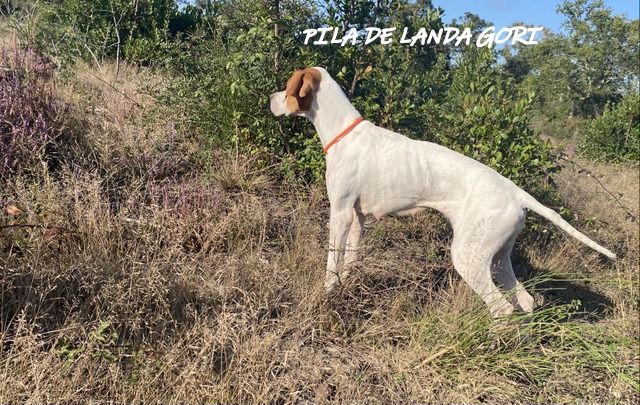 de landa gori - PILA DE LANDA GORI; Chasse perdreaux Espagne !