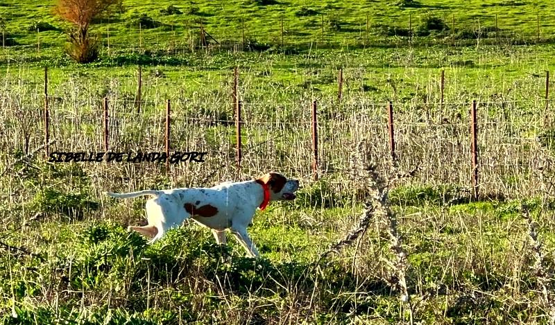 de landa gori - SIBELLE DE LANDA GORI :Entraînement perdreaux rouges ANDALUCIA !